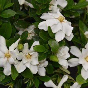 Gardenia jasminoides 'WAH-SP' PP31017