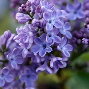 Syringa vulgaris 'Little Boy Blue' 