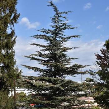 Cedrus libani var. brevifolia 'Treveron' 