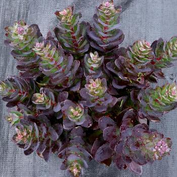 Sedum telephium 'Conga Line'