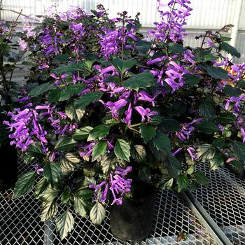 Plectranthus VELVET™ 'Diva'