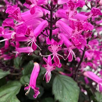 Plectranthus VELVET™ 'Starlet'