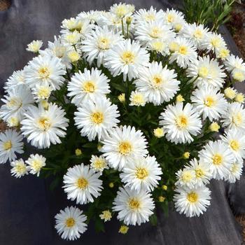 Leucanthemum x superbum 'Mt. Hood'