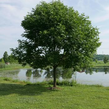 Fraxinus americana 'Junginger' 