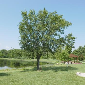 Ulmus americana 'Valley Forge'