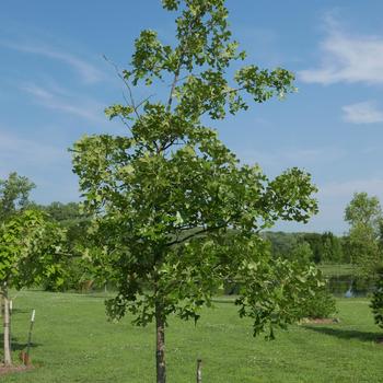 Quercus stellata 