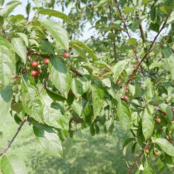 Malus 'Indian Summer' 