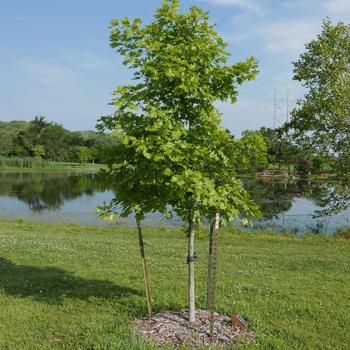 Quercus shumardii