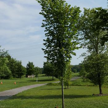 Ulmus propinqua 'JFS-Bieberich' 