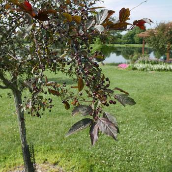 Malus 'Royal Rain Drops'