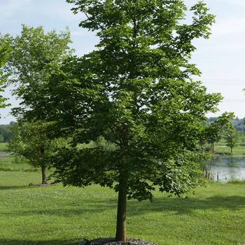 Acer truncatum x platanoides 'Pacific Sunset®' (163825)