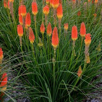 Kniphofia 'Jackpot'