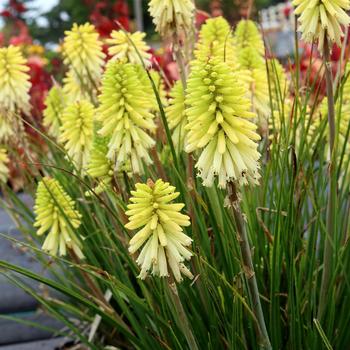 Kniphofia 'Citron' PPAF