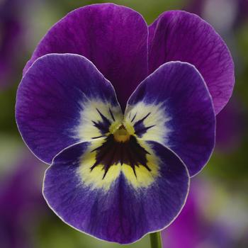 Viola cornuta 'Violet Face' 