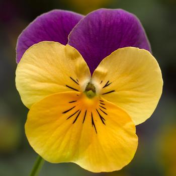 Viola cornuta 'Orange Jump-up' 