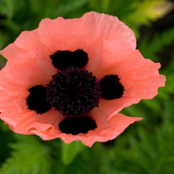 Papaver orientale 'Queen Alexandra'