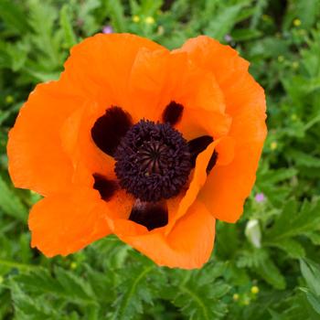 Papaver orientale 'Prince of Orange'