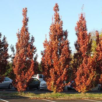 Quercus aliena