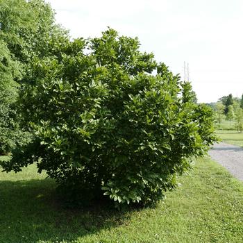 Magnolia x soulangeana