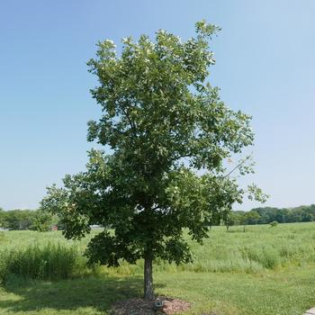 Quercus macrocarpa