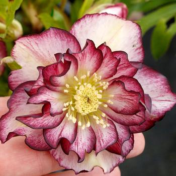 Helleborus North Star™ 'Garnet Frills'