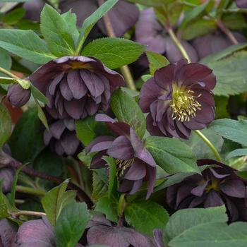 Helleborus 'Dashing Groomsmen' 