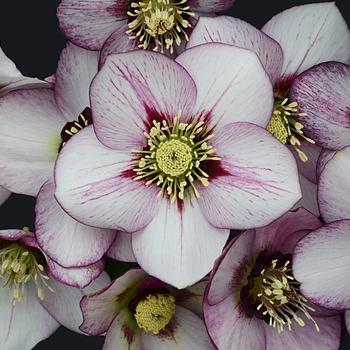 Helleborus Honeymoon™ 'French Kiss'