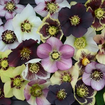 Helleborus 