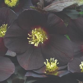 Helleborus 'New York Night' 