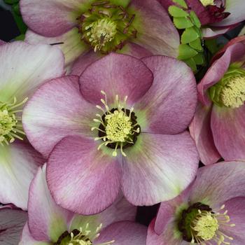 Helleborus Honeymoon® 'Paris in Pink'