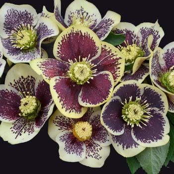 Helleborus Honeymoon® 'Rio Carnival'