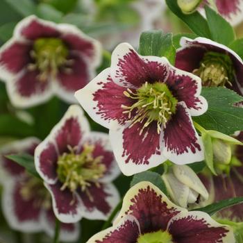 Helleborus Honeymoon® 'Romantic Getaway'