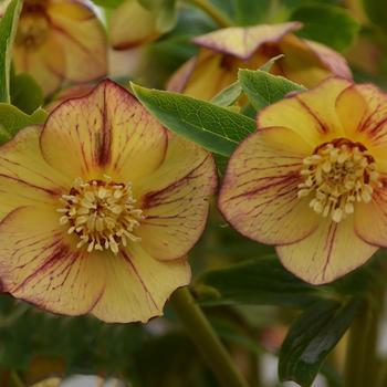 Helleborus Honeymoon® 'Tropical Sunset'