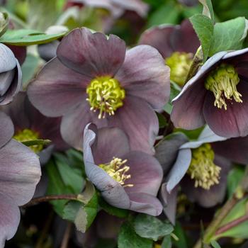 Helleborus Honeymoon® 'Vegas Nights'