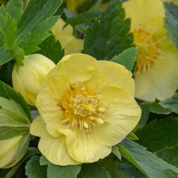 Helleborus 'California Dreaming' 