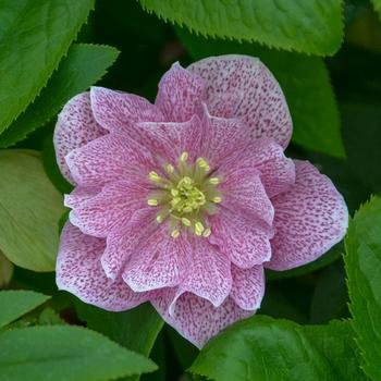 Helleborus 'Wedding Crasher' 