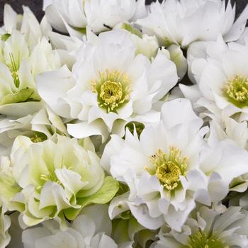 Helleborus Wedding Party® 'Wedding Bells'