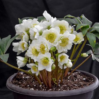 Helleborus niger 'Snowbells'