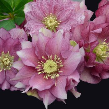 Helleborus Wedding Party® 'Maid of Honor'