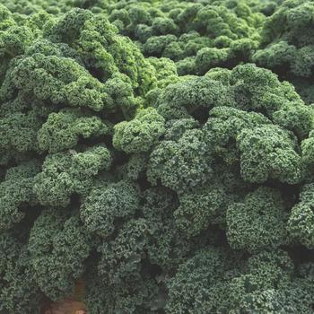 Brassica oleracea var acephala 'Darkibor'