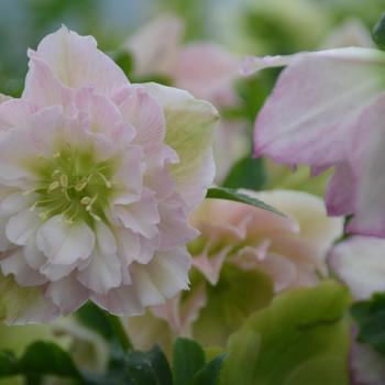 Helleborus 'Flower Girl' 