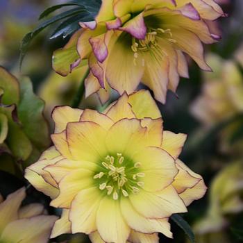 Helleborus Wedding Party® 'First Dance'