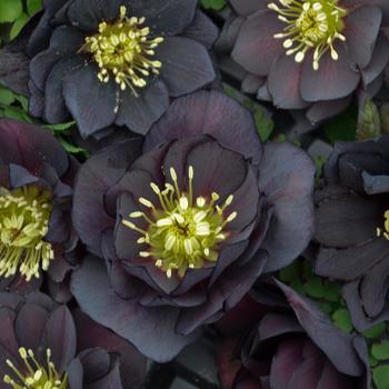 Helleborus 'Dark and Handsome' 