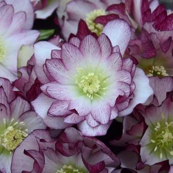 Helleborus Wedding Party® 'Blushing Bridesmaid'