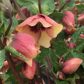 Helleborus 'Sandy Shores' 