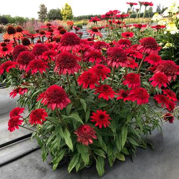 Echinacea Sunny Days™ 'Ruby'