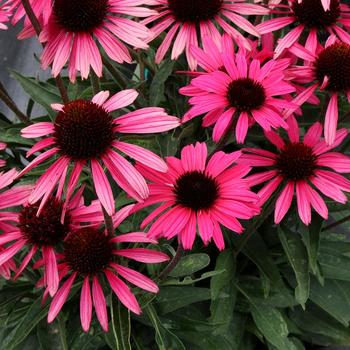 Echinacea Dark Shadows™ 'Wicked'