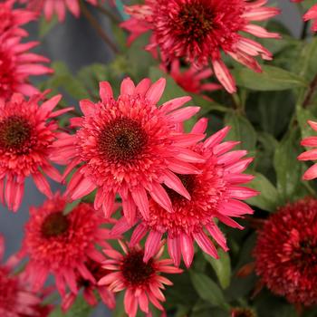 Echinacea 'Giddy Pink'