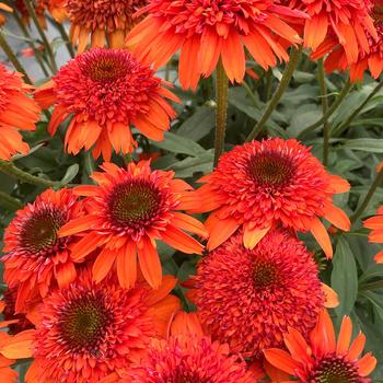 Echinacea 'Atomic Orange' PPAF