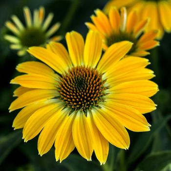 Echinacea Sombrero® 'Summer Solstice'